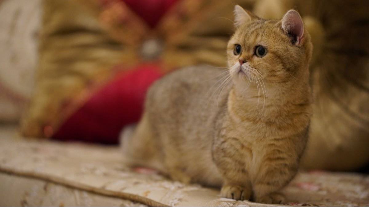 Munchkin Yavrular