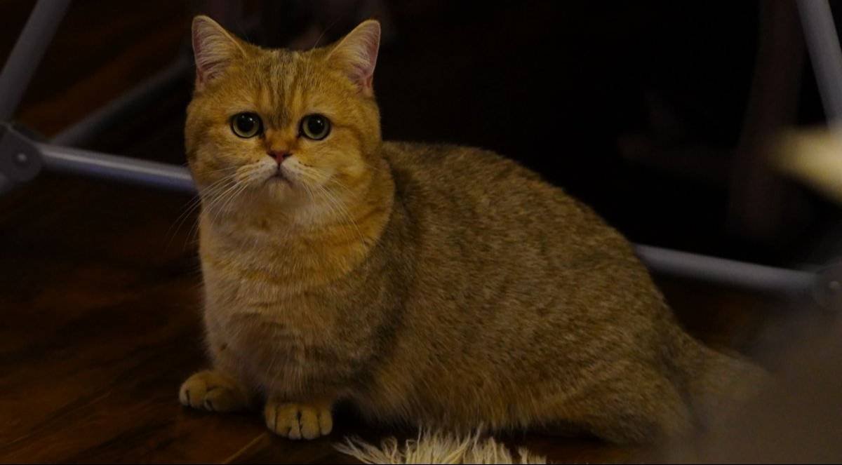 Munchkin Yavrular