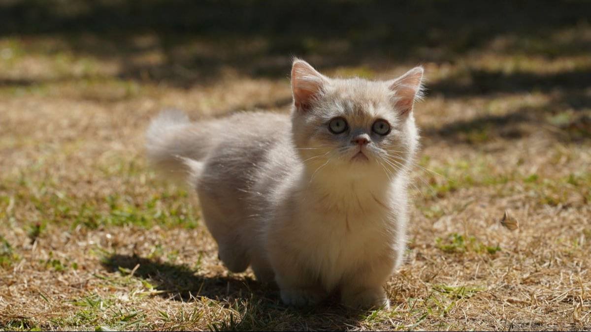 Munchkin Yavrular