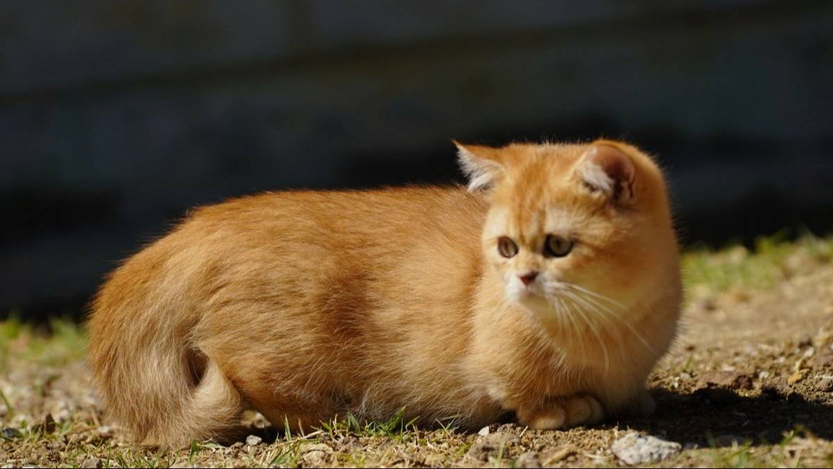 Munchkin Yavrular