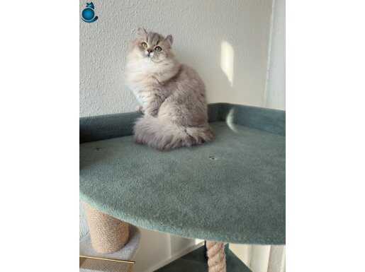 Pet şecere belgeli safkan britsh yavrular 