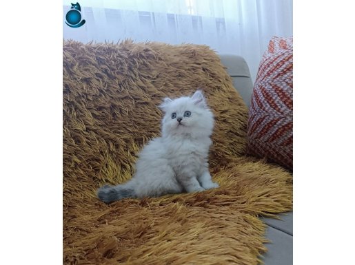 Pamuk Dokulu British Longhair Silver Point - Sosyalleşmiş Yavru