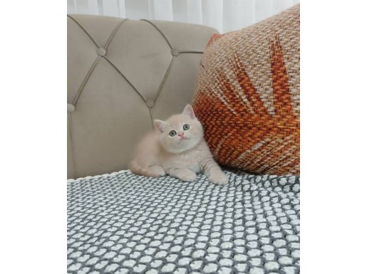 BRİTİSH SHORTHAİR ŞAMPANYA MİNİK