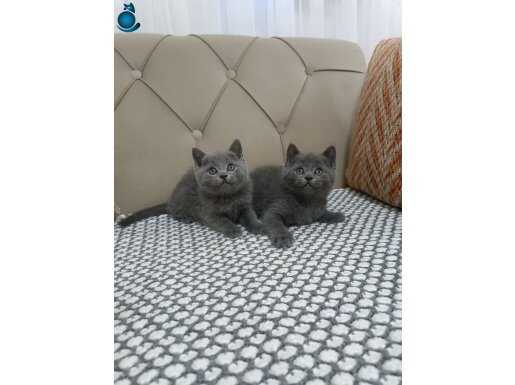 KUSURSUZ ANATOMİLİ GRİ PELUŞ BRITISH SHORTHAIR YAVRULAR