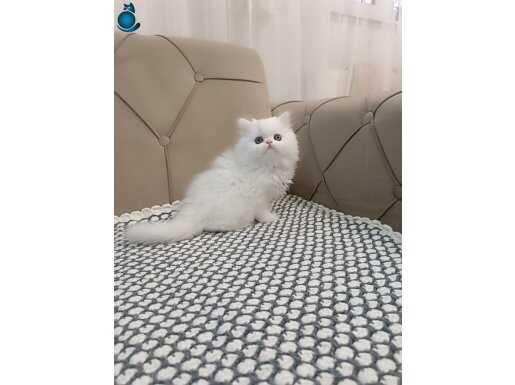 KUSURSUZ GUZELLİKDE KEHRİBAR GÖZLÜ YAVRU 