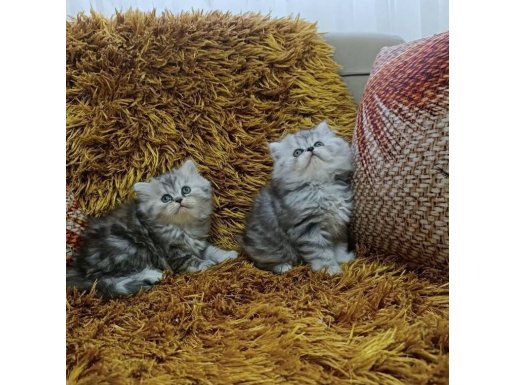 Göz Kamaştıran British Longhair Whiskas