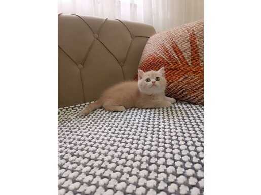 BRTİSH SHORTHAİR ŞAMPANYA 
