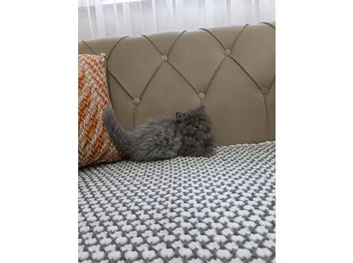 GÜMÜŞİ KUSURSUZ BRTİSH LONGHAİR YAVRULAR 