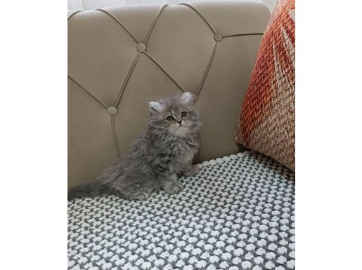 BiCOLOR BRİTİSH LONGHAİR YAVRULAR 