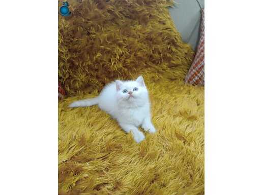 MAVİ GÖZLÜ BRTİSH SHORTHAİR 