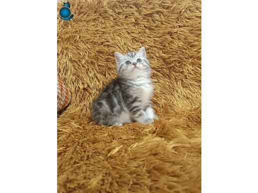 BRTİSH SHORTHAİR WHİSKAS 