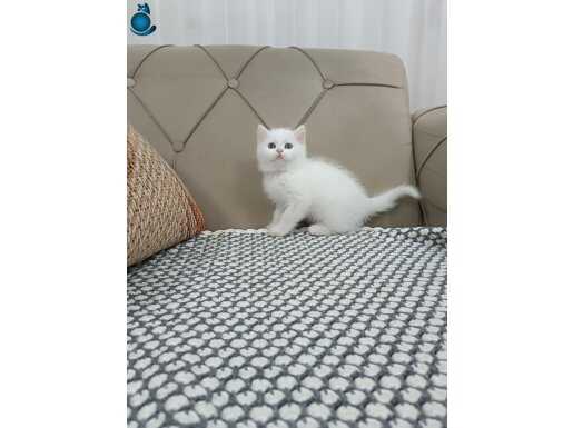 KAR BEYAZ BRTİSH SHORTHAİR 