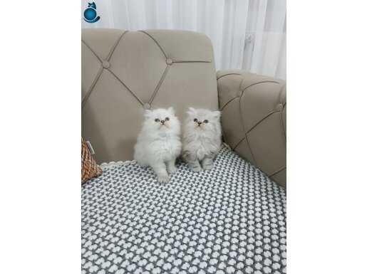 MAVİ GÖZLÜ BLUE POİNT Brtish Longahir 