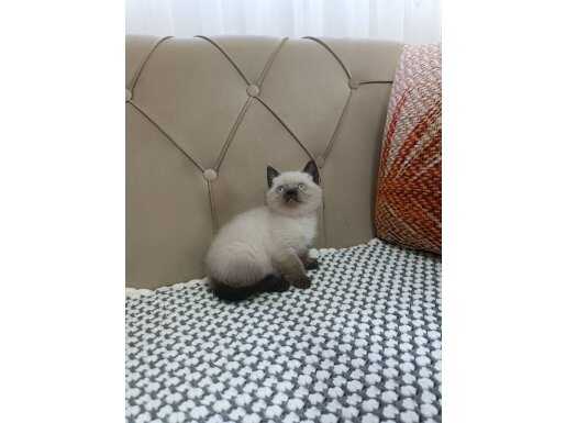 Maskeli Çikolata British Shorthair | Tuvalet Eğitimi Hazır Evcil Dost