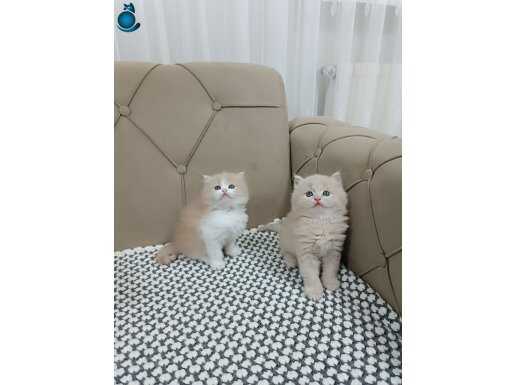 __CREAM __ BRTİSH SHORTHAİR YAVRULAR 