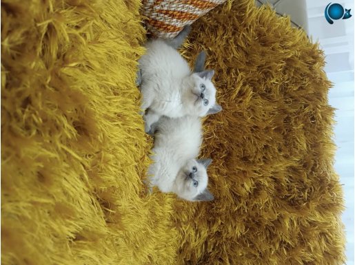 Brtish Shorthair BLUE POİNT YAVRULAR