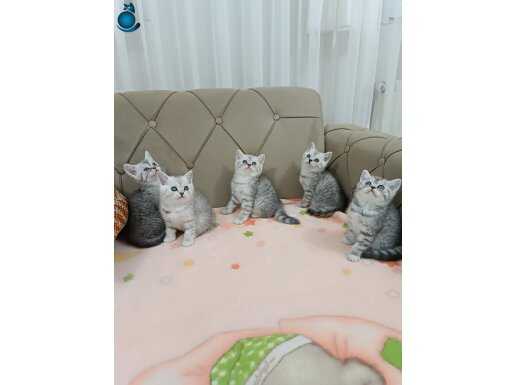 Brtish Shorthair SİLVER YAVRULAR 