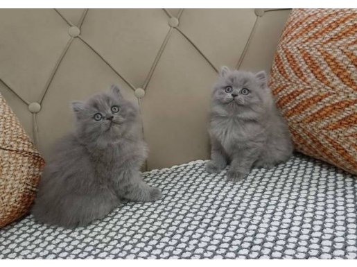 Gri Peluş British Longhair: Tuvalet Eğitimi Hazır Sosyal Yavrular