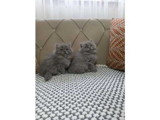 British Longhair Yavrularımız