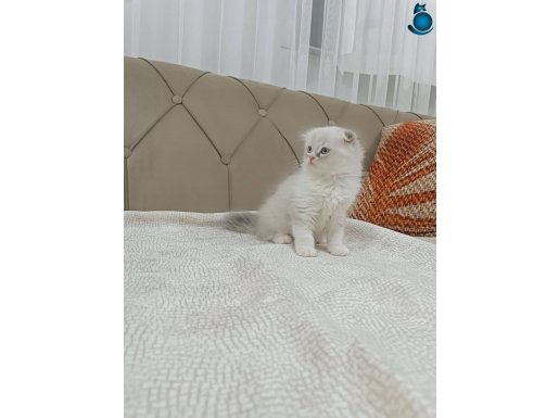 Scotish Fold Longhair Bicolor