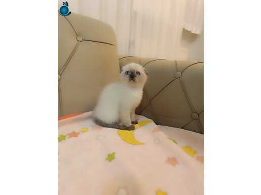 Scottish Fold Blue Point Yavrular 