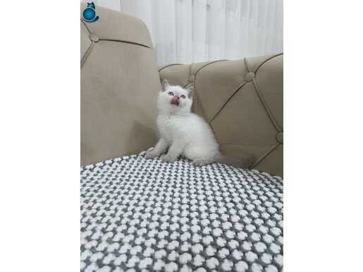 MAVİ GÖZLÜ BLUE POİNT YAVRULAR 