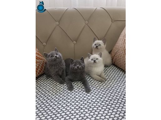 BRTİSH SHORTHAİR YAVRULAR 