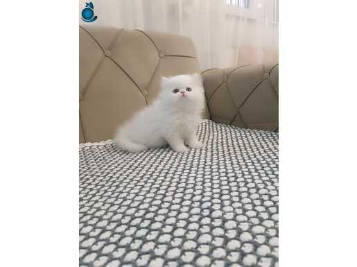 KUSURSUZ GÜZELLİK DE KAR BEYAZ YAVRULAR 