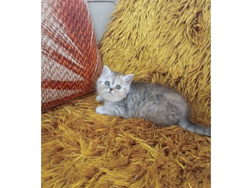 Gümüş Bulut British Shorthair Whiskas