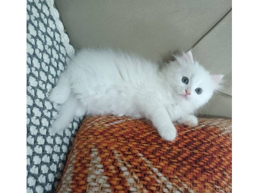 BRTİSH LONGHAİR KAR BEYAZ DİŞİ 