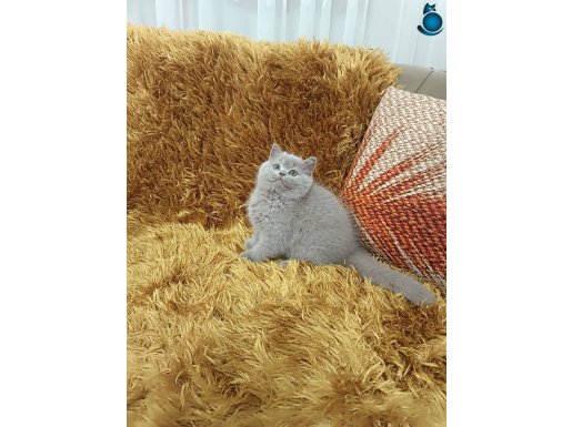 BRTİSH SHORTHAİR LİLAC RENGİ ((FÜME))