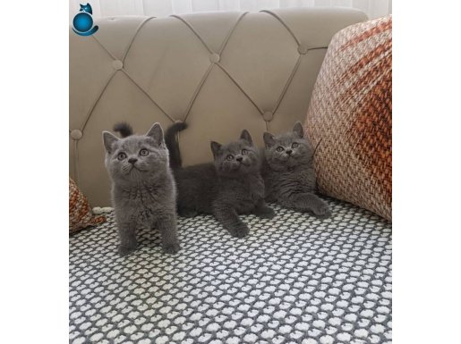British Shorthair Blue Yavrular
