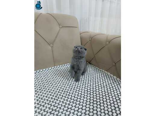 BİBLO SURAT SCOTTİSH FOLD 