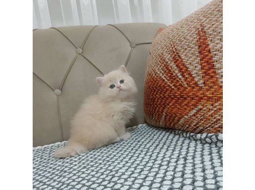 BRTİSH LONGHAİR ŞAMPANYA RENK