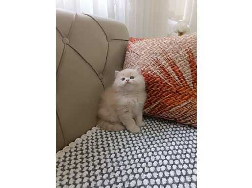 Şampanya Parıltılı British Longhair