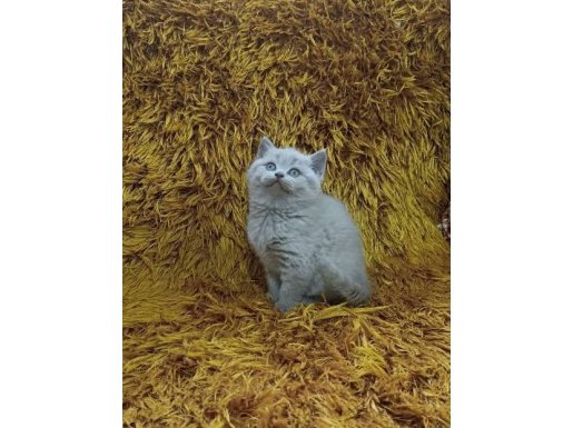 Küçükçekmece Füme British Shorthair | Tuvalet Eğitimi Hazır, Sosyal ve Sağlıklı Yavru