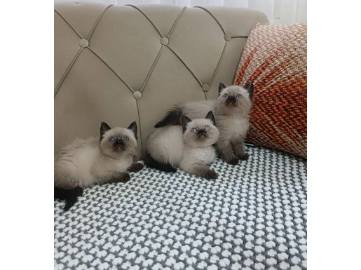 Mavi Gözlü Safkan British Shorthair Colorpoint Yavrular