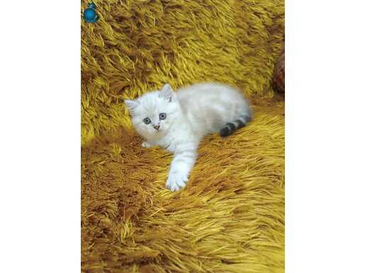 Brtish Shorthair Lynxpoint 