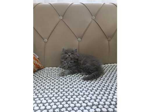 IRK GARANTİLİ BRİTİSH LONGHAİR YAVRULAR 