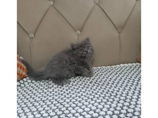 DUMAN RENGİ BRİTİSH LONGHAİR 