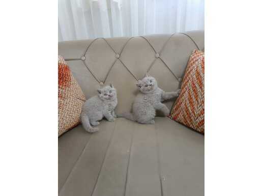 Lilac Tonlu British Shorthair Yavruları | Küçükçekmece Gönderimli
