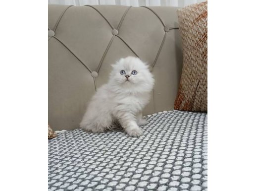  Süt Beyazı Scotish Fold Longhair