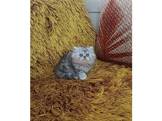 KUSURSUZ GÜZELLİKDE BRTİSH LONGHAİR YAVRULAR 