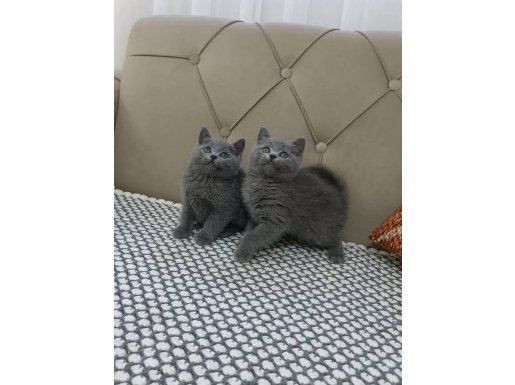 Kadife Tüylü British Shorthair Yavruları - Sosyal ve Eğitimli
