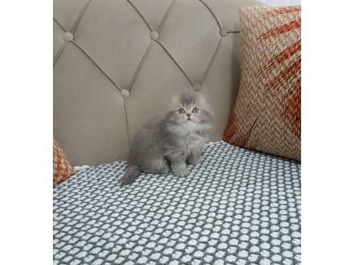 İPEKSİ GRİ SCOTİSH FOLD LONGHAİR 
