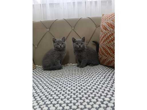 Küçükçekmece’de Tuvalet Eğitimli British Shorthair Yavruları