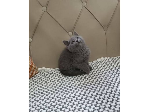 Safkan Gri Cevher: Sosyal Ortamın Yıldızı British Shorthair