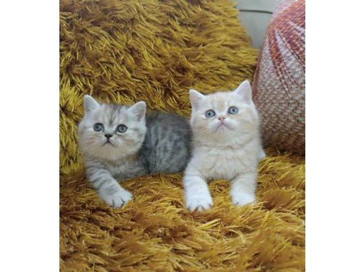 Gümüş Sürmeli British Shorthair Yavruları