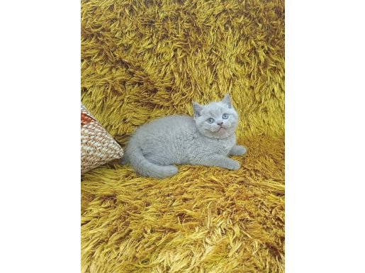 Gri Peluş Bakışlı British Shorthair Yavruları