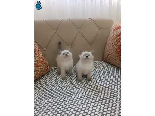 Aşılı, Garantili Blue Point British Shorthair Yavruları